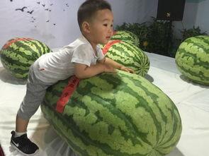 莲塘吃瓜事件,一场引发热议的网络狂欢与反思