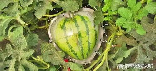 未来的人吃瓜,揭秘人吃瓜的全新生活方式