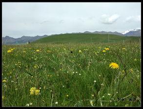 青海湖吃瓜,夏日盛宴尽享清凉