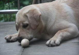 小狗吃瓜蛋,小狗的瓜蛋大冒险