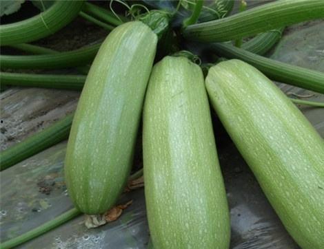 烧心可以吃兰瓜么