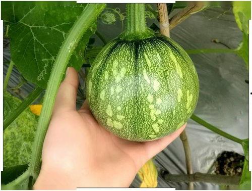 小娜尔吃瓜,揭秘娱乐圈那些不为人知的幕后故事