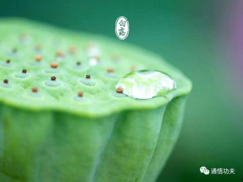 吃白露瓜,品味瓜果飘香——探寻白露瓜的独特魅力