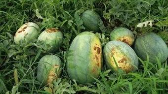 宜宾最新吃瓜视频,揭秘当地奇闻轶事