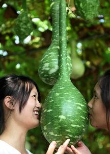 吃瓜吸引眼球的标题,吃瓜群众如何用标题引爆眼球