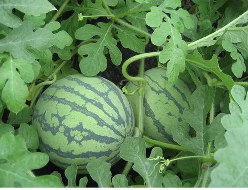 吃瓜爆火文章,揭秘吃瓜群众如何引爆网络热点