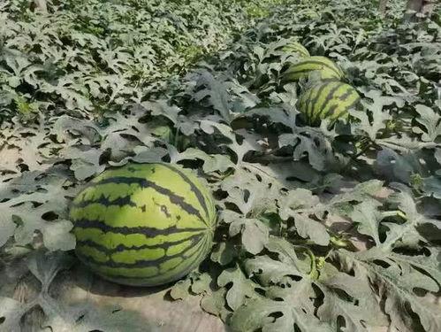 寿光东城吃瓜啥意思,探寻“吃瓜”背后的文化现象