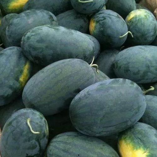 看瓜吃瓜的图片