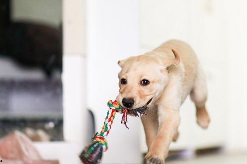 闺蜜喂狗吃瓜,意外发现狗狗的新食趣
