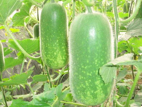 巴彦东高吃瓜,揭秘网络热点的背后故事